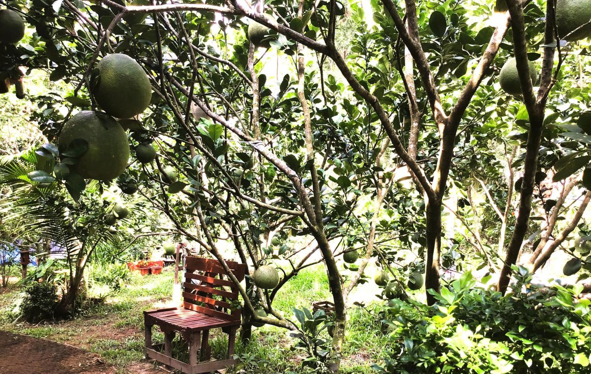 Ben Tre Farm Stay المظهر الخارجي الصورة