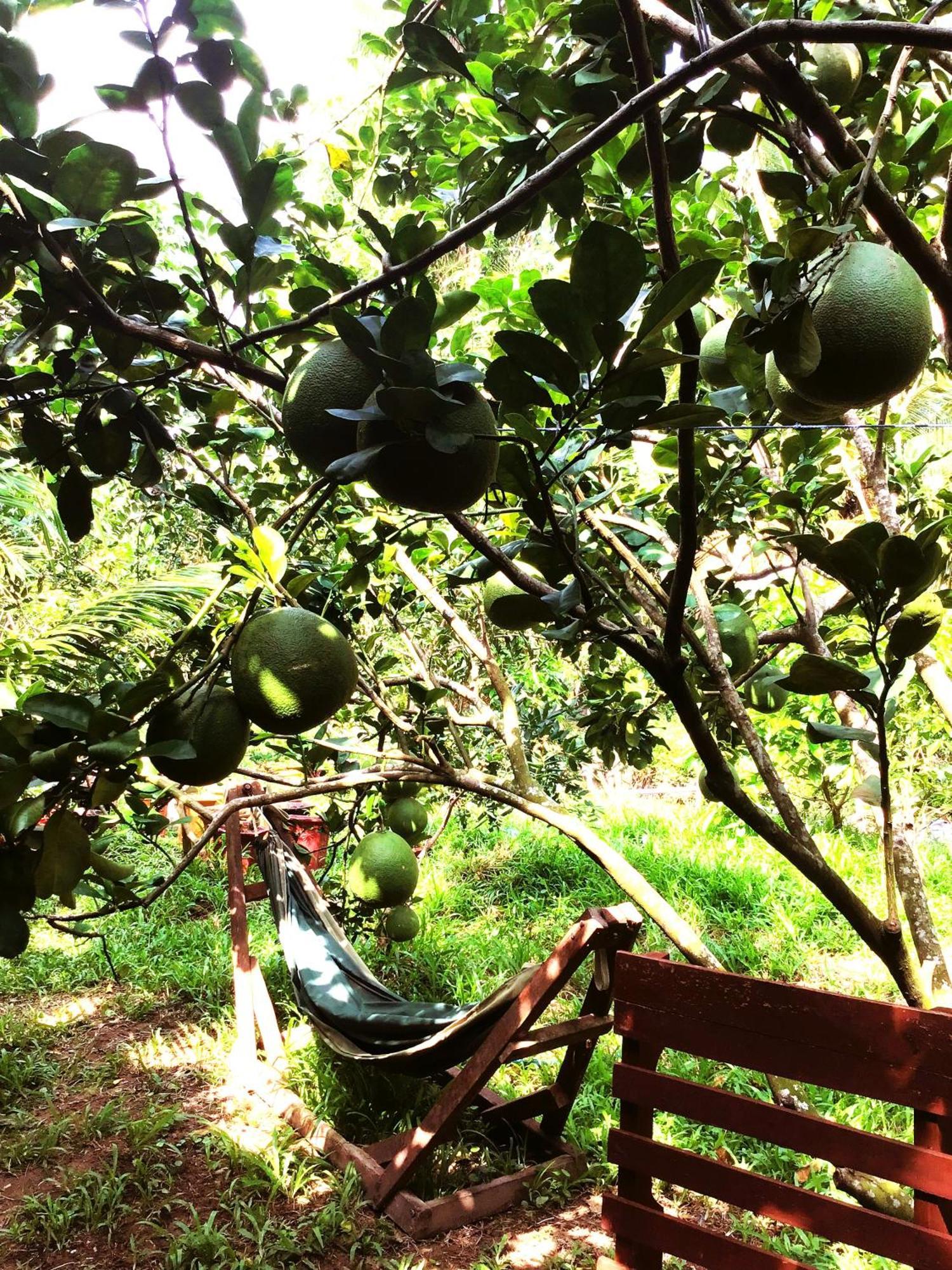 Ben Tre Farm Stay المظهر الخارجي الصورة