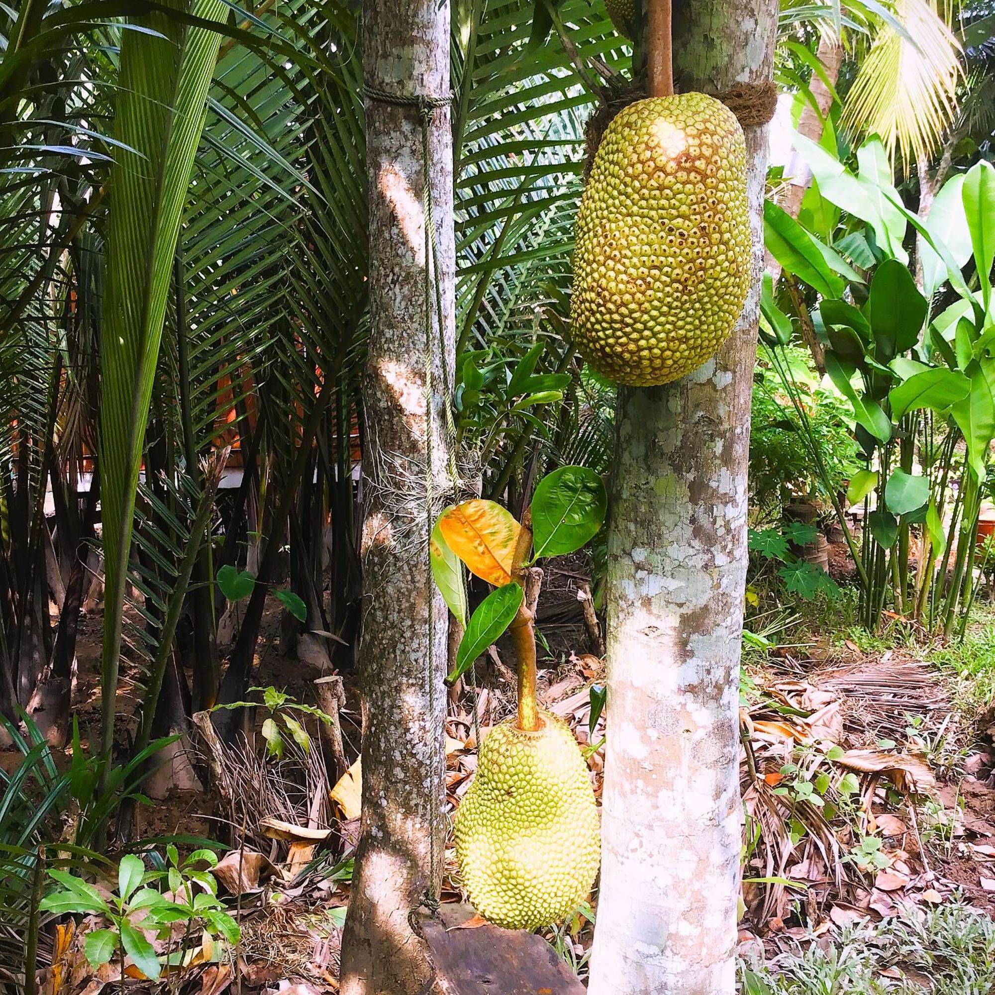Ben Tre Farm Stay المظهر الخارجي الصورة